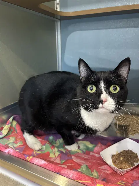 Penguin - Domestic Short Hair