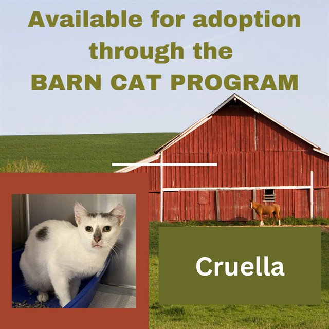 CRUELLA BARN CAT, cat