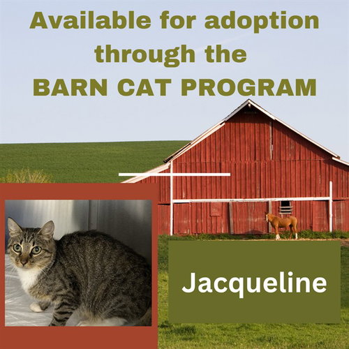 picture of the cat needing adoption