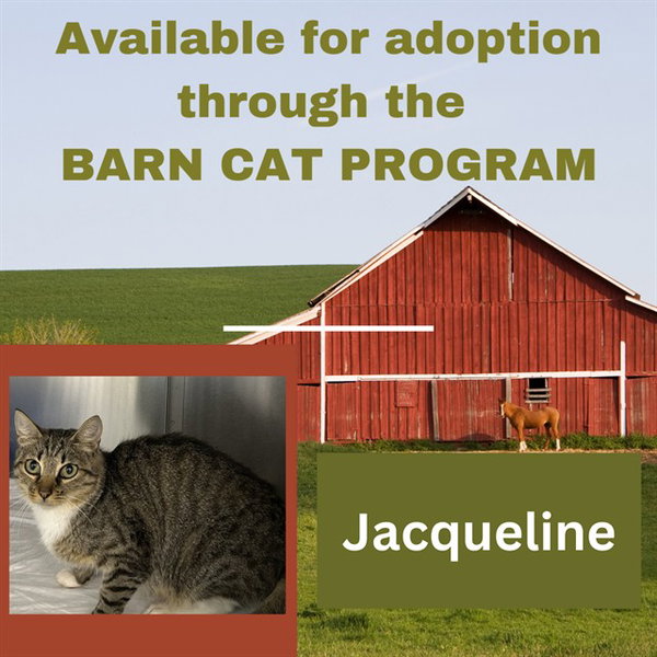 JACQUELINE BARN CAT