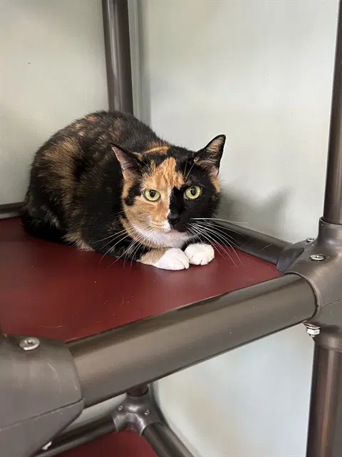 Peaches - Domestic Short Hair