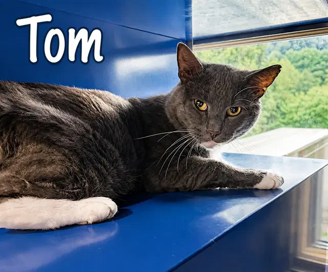 Tom - Domestic Short Hair