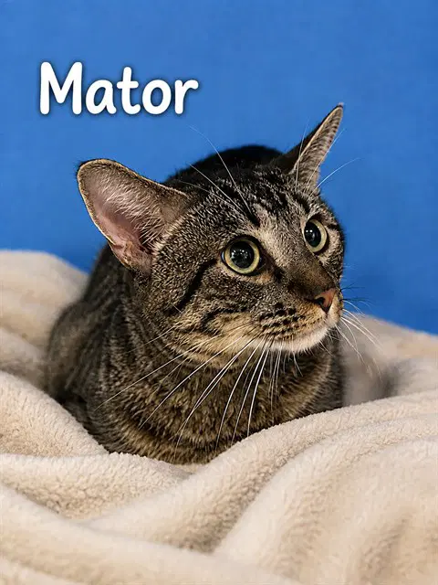 Mator - Domestic Short Hair