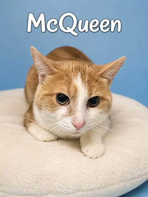 Mcqueen - Domestic Short Hair