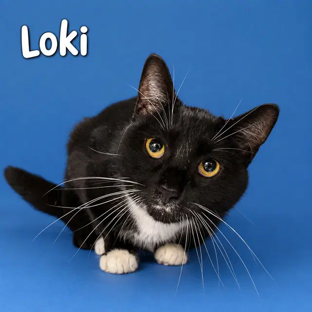 Loki image 1