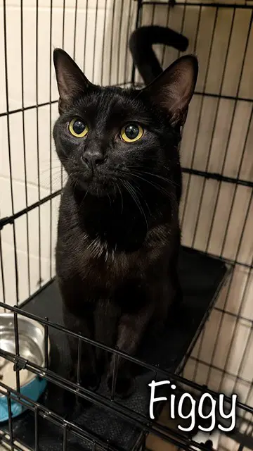 Figgy - Domestic Short Hair