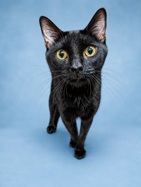 Figgy - Domestic Short Hair