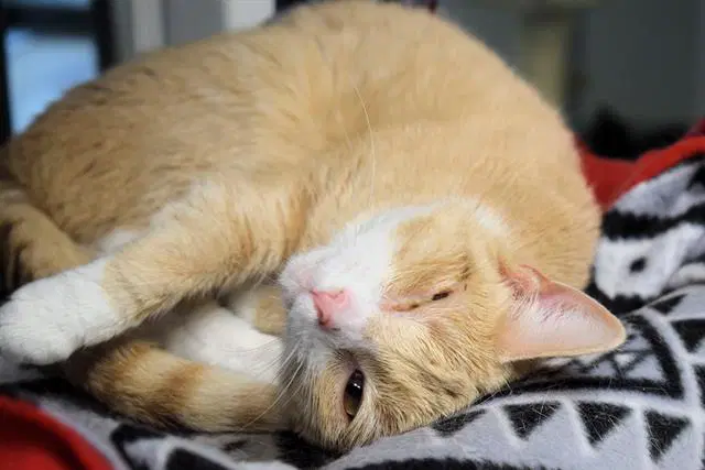 Ivy - Domestic Short Hair