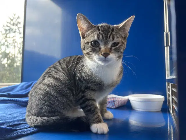 Brooke - Domestic Short Hair