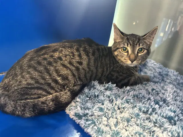 Turbo - Domestic Short Hair
