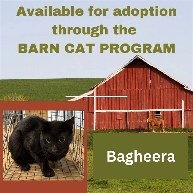 Bagheera Barn Cat