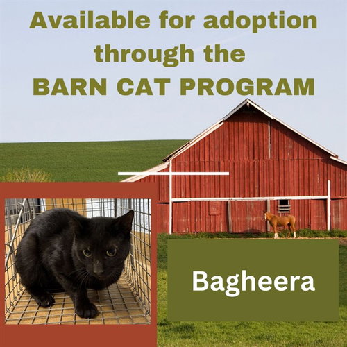 picture of the cat needing adoption