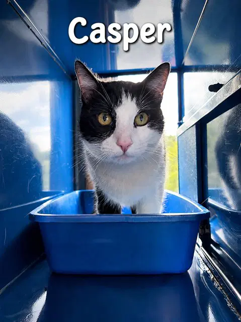 Casper - Domestic Short Hair