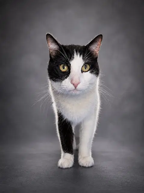 Casper - Domestic Short Hair
