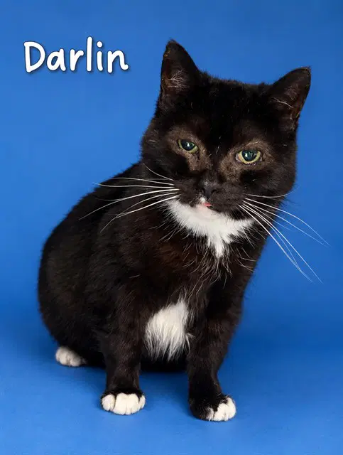 Darlin - Domestic Short Hair