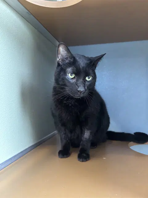 Cheddar - Domestic Long Hair