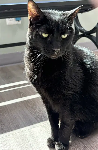 Cheddar - Domestic Long Hair