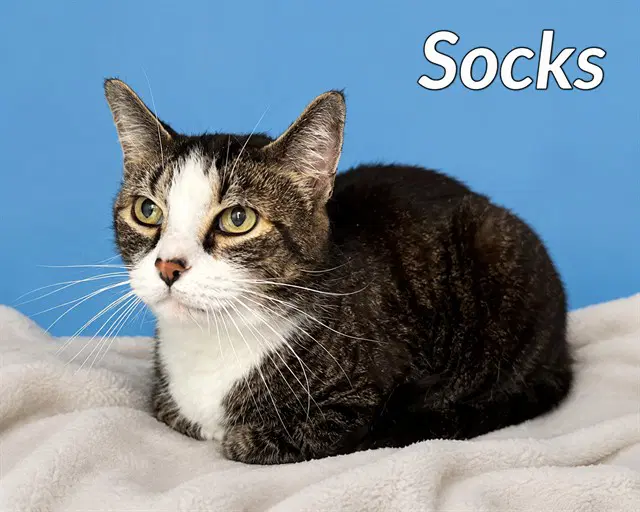 Socks - Domestic Short Hair