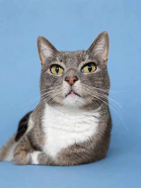 Hyacinth - Domestic Short Hair