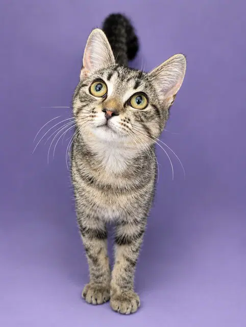 Barbossa - Domestic Short Hair