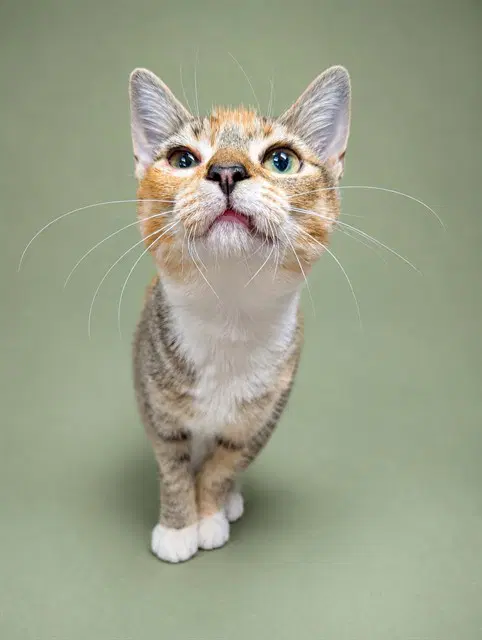 Fern - Domestic Short Hair
