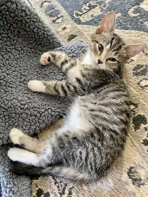 Yul - Domestic Short Hair
