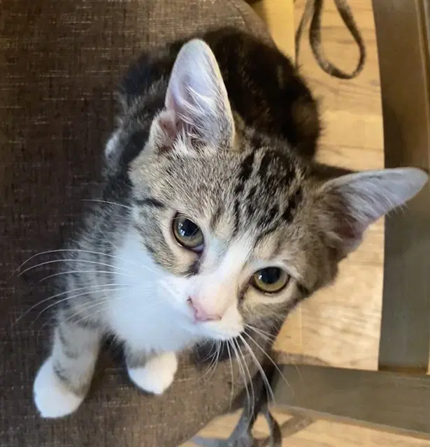 Yvonne - Domestic Short Hair