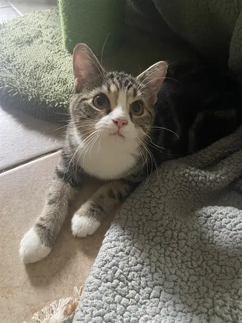 Yvonne - Domestic Short Hair