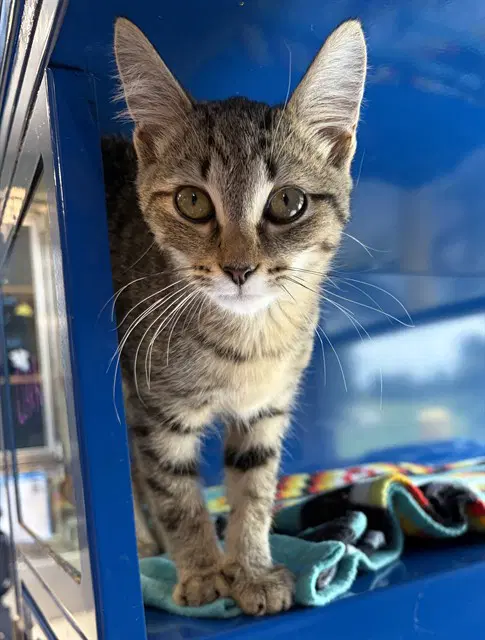 Clark - Domestic Short Hair