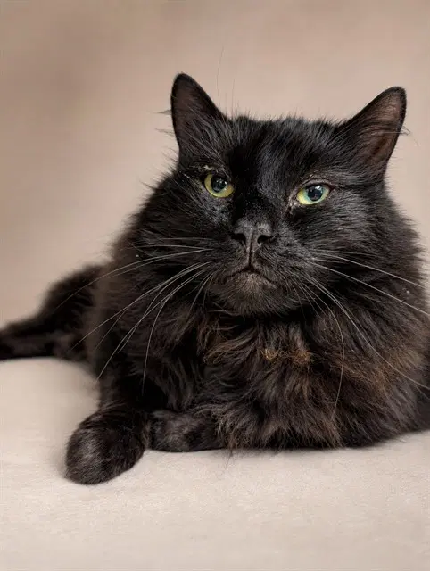 Raven - Domestic Medium Hair