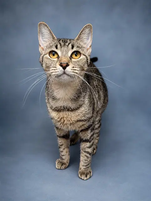 Mimi - Domestic Short Hair