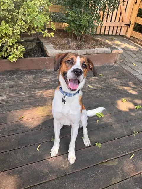 Bowser - American Foxhound