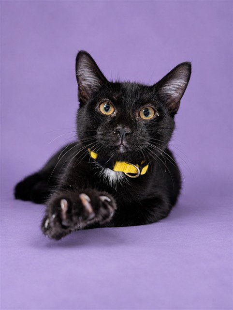 FLYNN, cat