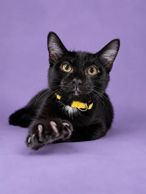 Flynn - Domestic Short Hair
