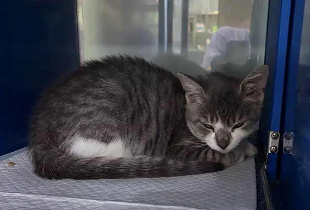 Nas - Domestic Short Hair