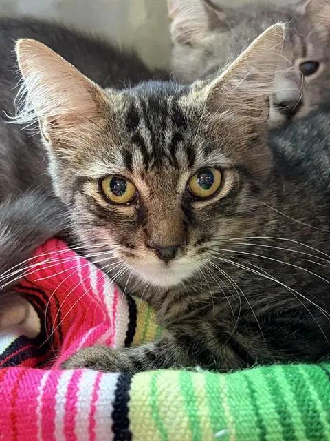Leonardo - Domestic Medium Hair
