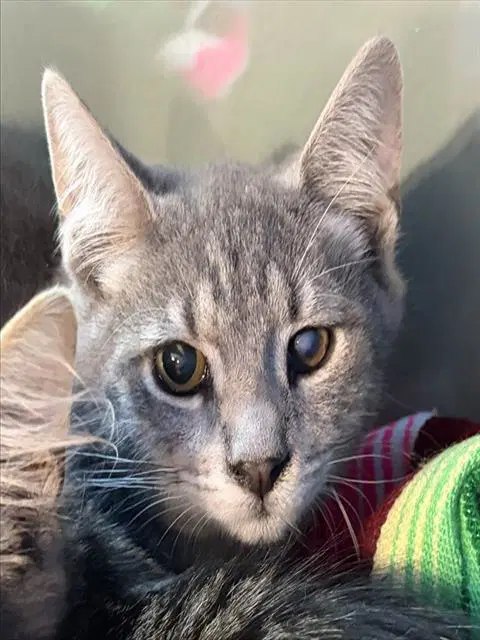 Raphael - Domestic Medium Hair