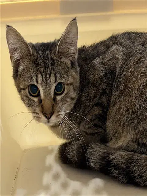 April - Domestic Short Hair