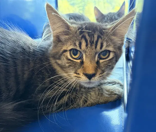 Donatello - Domestic Medium Hair