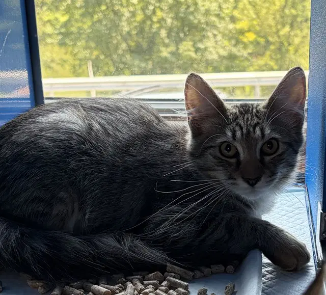 Michelangelo - Domestic Medium Hair