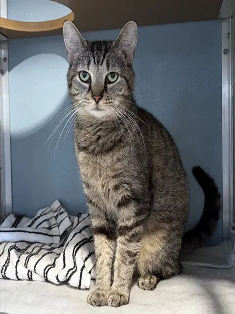 Ritz - Domestic Short Hair