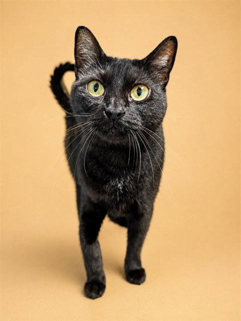 TRUFFLES, cat — photo 1 of 1