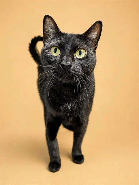 Truffles - Domestic Short Hair