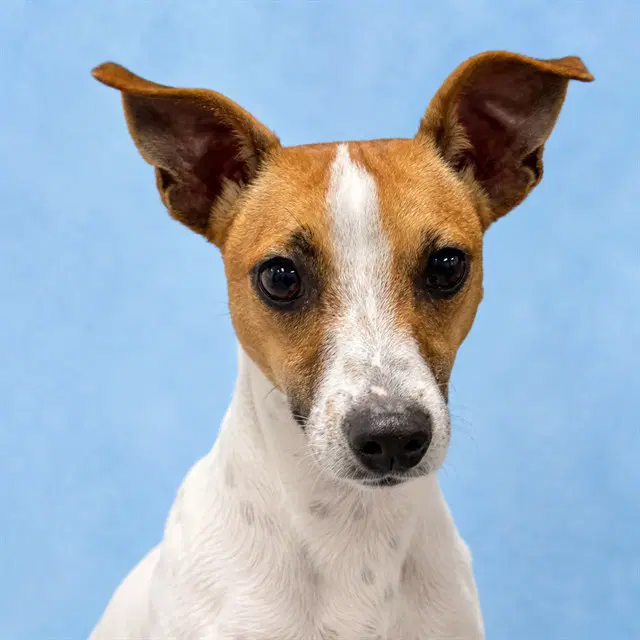 Skeeter image 1