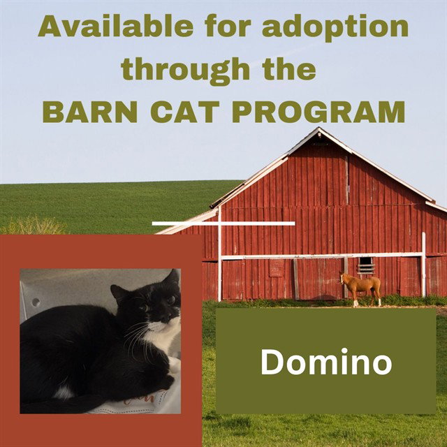 DOMINO BARN CAT, cat — photo 1 of 1