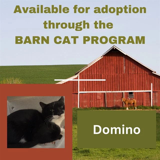 Domino Barn Cat