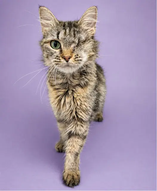 Elizabeth - Domestic Short Hair