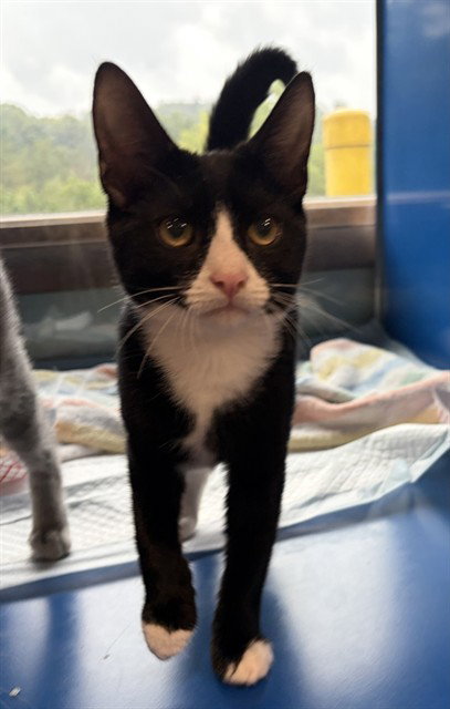 RHODA, cat — photo 1 of 1