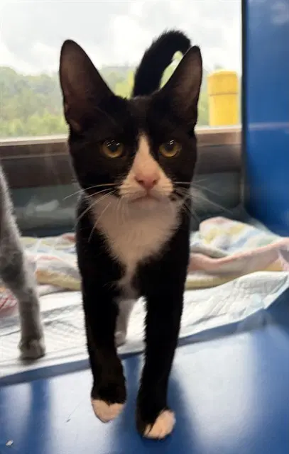 Rhoda - Domestic Short Hair
