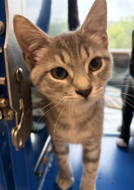 Mary - Domestic Short Hair
